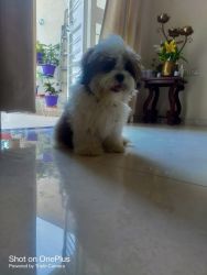 1 Lhasa Apso for Sale
