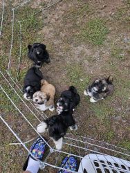 AKC Lhasa apso puppies