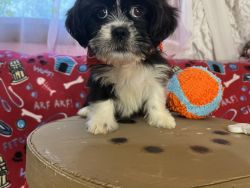 lhasa apso puppy male