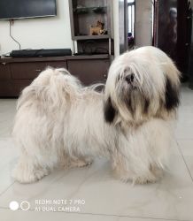 Lhasa Apso puppies for sell