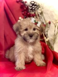 Adorable Lhasa Apso mix with yorkie