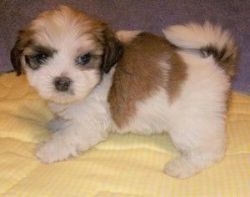 lhasa Apso Puppies Available Now