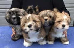 Amazing Lhasa Apso Pups