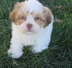 Lhasa Apso Puppies Ready to go