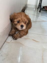 Lhasa apso 44 days Male puppy for sale