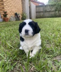 Gorgeous Puppies For Sale
