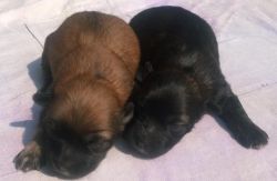 20 days old puppies want to sell.