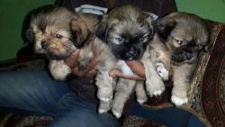 Pure Lhasa Apso male pup for sale