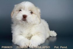 Our Female Lhasa Apso Puppy!