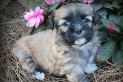 Quality Lhasa Apso Puppies For Sale