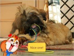 ch.line lhasa apso puppys male and female