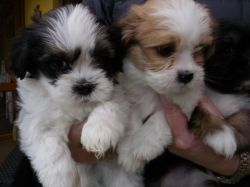 Pedigree Lhasa Apso Pups Boys/girls For Sale