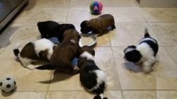 Gorgeous Pedigree Lhasa Apso Puppies For Sale