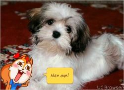 lhasa pup for immediate sale