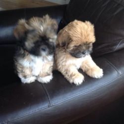 Lhasa Apso Kc Registered 6 Adorable Pups