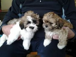 Reg Lhasa Boy Puppies