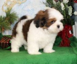Good Looking Lhasa Apso Puppies For Sale