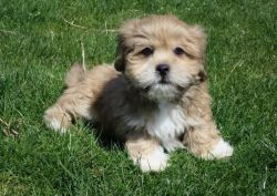 Lhasa Apso Puppies For new homes asap
