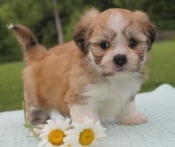 Awesome Lhasa Apso puppies