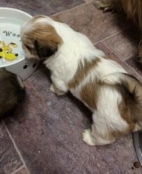 Adorable Lhasa Apso Puppies For Sale