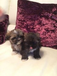Ready Now Adorable Lhasa Apso Puppies