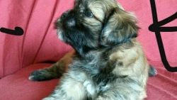 Gorgeous Lhasa Apso Pups For Sale