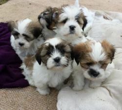 Beautiful Lhasa Aspo puppies for sale