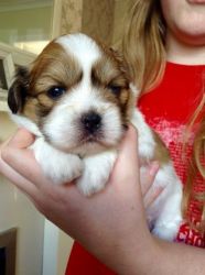 Gorgeous Lhasa Apso Puppies For Sale