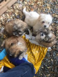 Lhasa Apso male puppy for sale all white