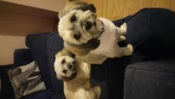 Lhasa apso x2 to good home only