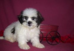 Gorgous lhasa apso Puppies Ready For Good and Lovely Homes