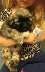 Adorable Fluffy Teddy Face 3 Lhasa Apso Puppies
