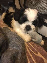 Lhasa Apso Puppies male and female.