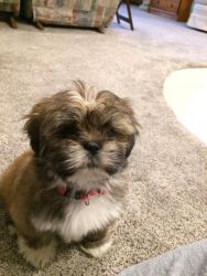 Adorable 12 week Lhaso Apso