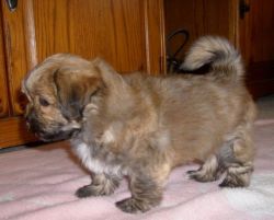 beautiful red gold female with black mask LHASA APSO