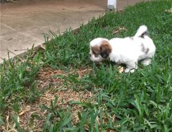 Registered Lhasa Apso Puppies available