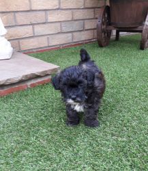 3 LHASA APSO PUPPIES FOR SALE 2 BOYS 1 GIRL Gorgeous puppies for sale