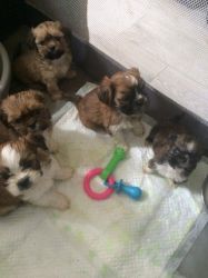 available quality pedigree Lhasa Apso puppies,