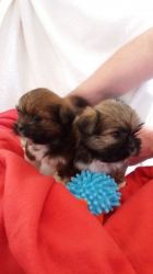 Kc Reg Lhasa Apso Puppies For Sale 3 Girls 2 Boys