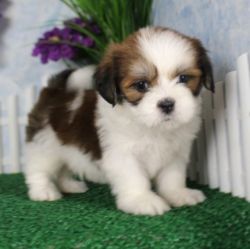 Male and female Lhasa Apso Available