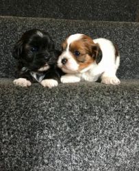 Cutest and Loving Lhasa Apso Puppies For Adoption
