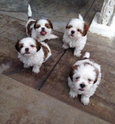 AKC Register Lhasa Apso Puppies for Sale
