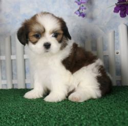 Perfect Healthy Lhasa Apso puppies For Sale