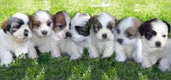 kennel club puppies