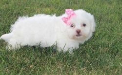 Affectionate Lhasa Apso Puppies for Sale