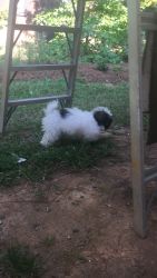 Looking for a home for my Lhasa Apso poddle male mix puppy