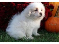 Lhasa Apso puppies available