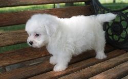 Healthy Lhasa Apso Puppies For Sale