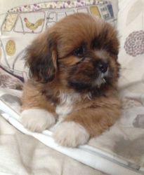 Trust Kennel Lhasa Apso Pups For Sale.