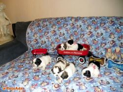 For Sale: ACA LHASA APSO PUPPIES CHRISTMAS GIFT